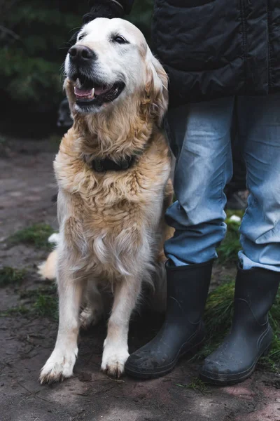 Tiro Vertical Cão Encantador Animado Com Voluntário Inverno Conceito Abrigo — Fotografia de Stock