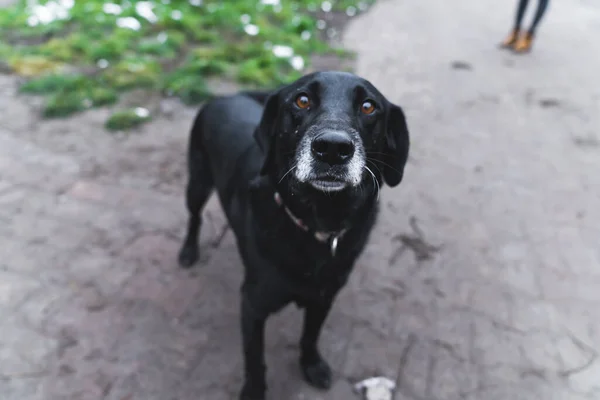 black lovely dog with kind eyes looking to the camera, dogs shelter. High quality photo