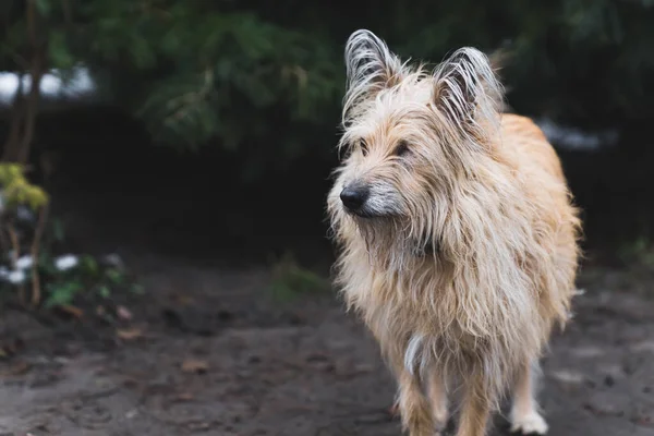 Uroczy Bezdomny Pies Średnimi Włosami Schronisku Porzucone Psy Wysokiej Jakości — Zdjęcie stockowe