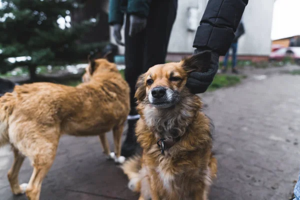 Närbild Frivillig Som Kramar Hund Skyddsrummet Högkvalitativt Foto — Stockfoto