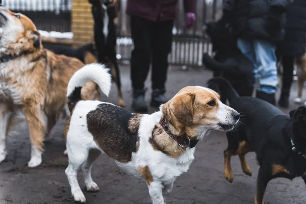 Cães Fotografados Abrigo Com Voluntários Foto Alta Qualidade — Fotografia de Stock