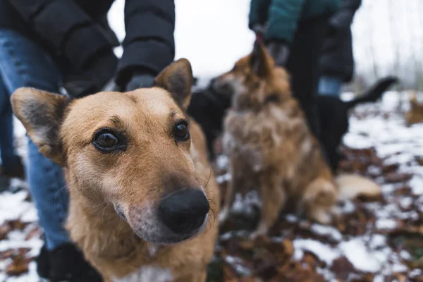 Närbild Skott Hundar Med Frivilliga Härbärget Vinter Högkvalitativt Foto — Stockfoto