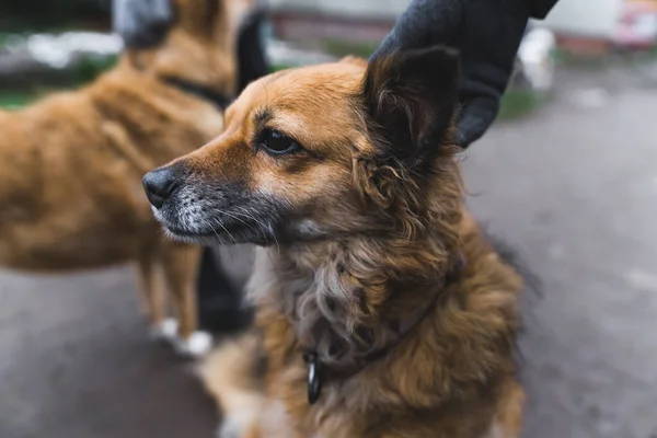 Närbild Hemlös Hund Härbärget Gatuhundskoncept Högkvalitativt Foto — Stockfoto
