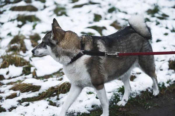 closeup shot of a lovely dog walking in the snow. High quality photo