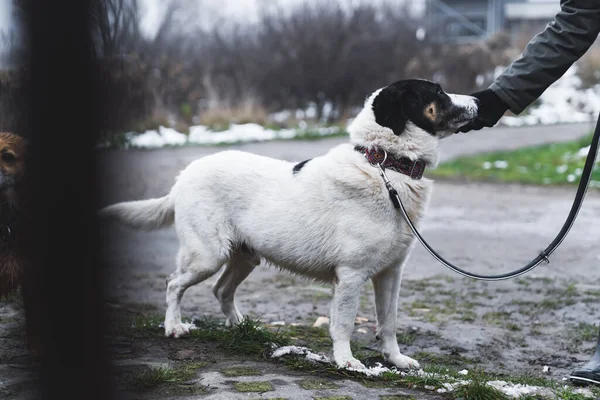 Super Söt Hund Tittar Till Volontär Härbärget Hemlösa Hundar Koncept — Stockfoto