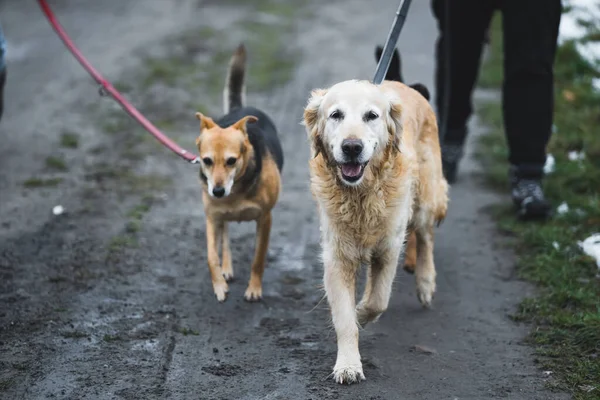 Glada Hemlösa Hundar Promenader Med Volontärer Kallt Väder Högkvalitativt Foto — Stockfoto