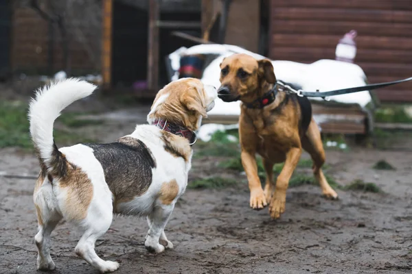 Dois Lindos Cães Brincando Juntos Abrigo Foto Alta Qualidade — Fotografia de Stock