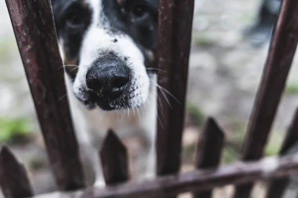 Trieste Dakloze Hond Schuilkelder Van Dichtbij Neergeschoten Hoge Kwaliteit Foto — Stockfoto