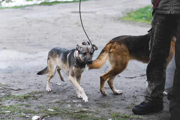 Psy Spacerujące Wolontariuszką Schronisku Koncepcja Psów Wysokiej Jakości Zdjęcie — Zdjęcie stockowe
