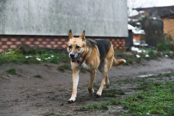 Hund Som Springer Leran Skyddsrummet Högkvalitativt Foto — Stockfoto