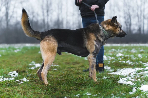 Cão Com Homem Campo Nevado Abrigo Conceito Voluntário Foto Alta — Fotografia de Stock