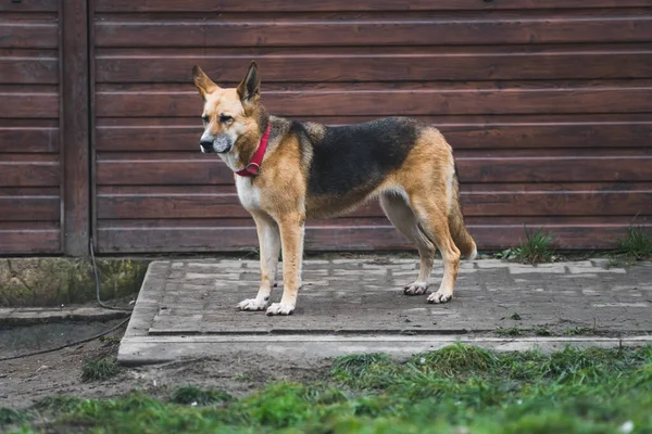 Raça Tamanho Médio Cão Olhando Sério Para Abrigo Cães Sem — Fotografia de Stock