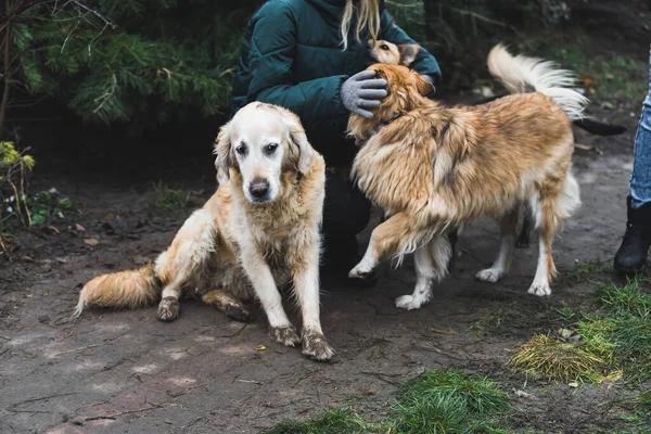 Cão Abrigo Animal Abrigo Voluntário Cuida Cães Cães Solitários Jaula — Fotografia de Stock