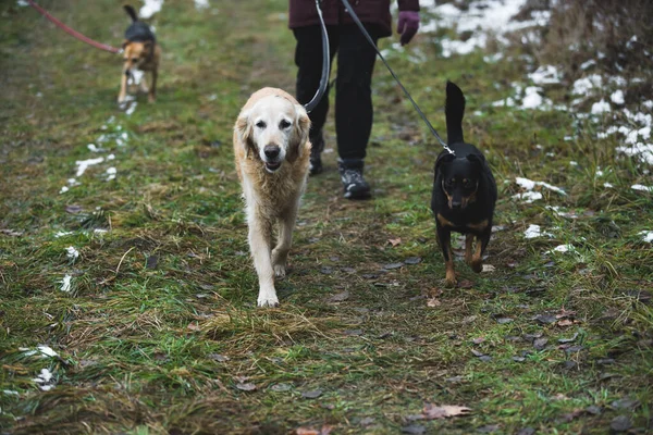 Samotne Psy Spacerujące Wolontariuszami Zimie Koncepcja Schroniska Dla Psów Wysokiej — Zdjęcie stockowe