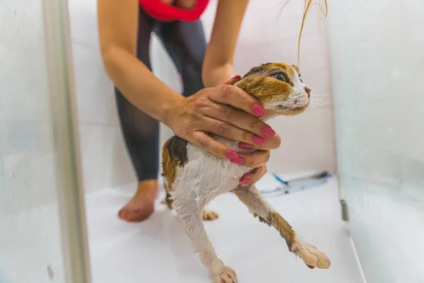 Zbliżenie Ujęcie Kobiety Myjącej Kota Devon Rex Pod Prysznicem Wysokiej — Zdjęcie stockowe