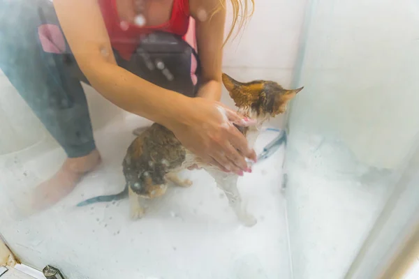 Vystrašený Mokrý Devon Rex Kočka Dostal Sprchu Ženy Domácí Mazlíčci — Stock fotografie