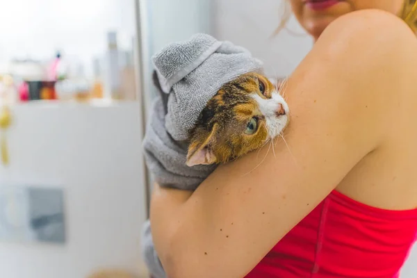 Közelkép Egy Nőről Amint Devon Rex Macskát Szárít Zuhanyozás Után — Stock Fotó