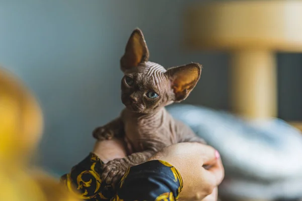 Devon rex cat in the owners hands, taking care of cats. High quality photo