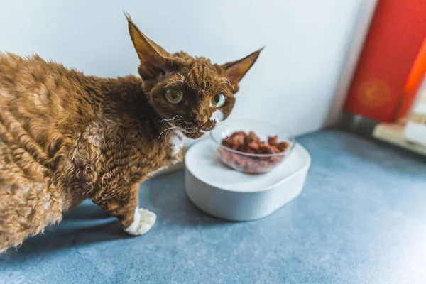 Kahverengi Devon Rex kedisi özel yemeğini yiyor ve kameraya bakıyor. Yüksek kalite fotoğraf
