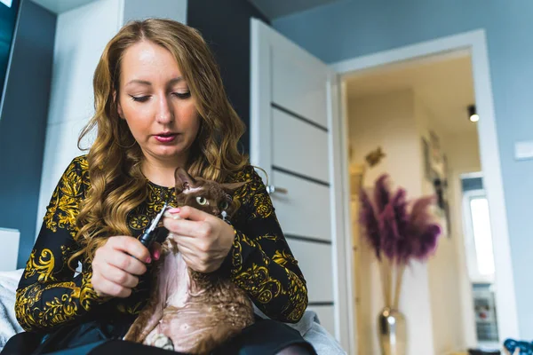 caring owner cutting the claws of Devon rex cat at home, pets care concept. High quality photo