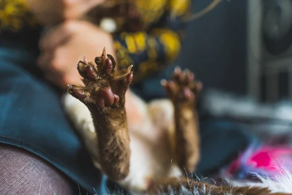 Detailní Záběr Ostrých Drápů Devon Rex Cats Pojetí Domácích Mazlíčků — Stock fotografie