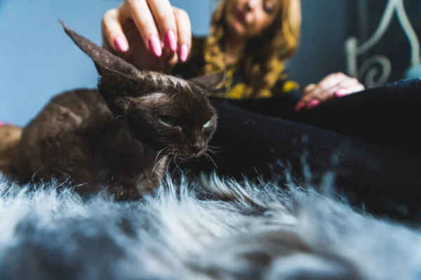 Egy Tulajdonos Aki Vigyáz Devon Rex Macskájára Állatgondozási Koncepció Kiváló — Stock Fotó