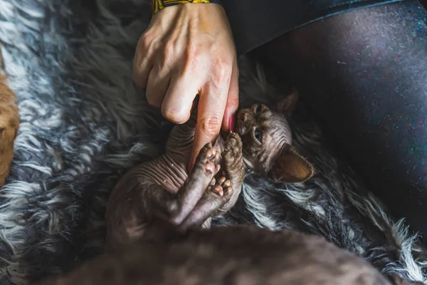 Женщина Обнимает Тёмного Цвета Девонского Кота Рекса Сидящего Кровати Высокое — стоковое фото