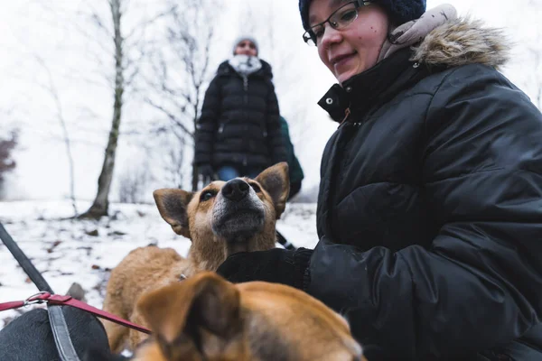 Frivillig Kvinna Vinterkläder Som Tar Hand Hundar Från Härbärget Högkvalitativt — Stockfoto