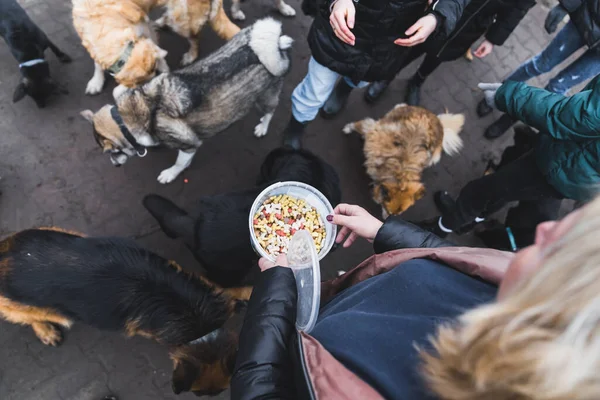 Voluntários Alimentando Cães Adoráveis Abrigo Visão Alto Ângulo Cães Vista — Fotografia de Stock