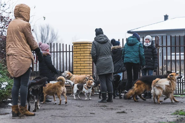 Grupo Voluntários Com Cães Abrigo Tiro Completo Foto Alta Qualidade — Fotografia de Stock