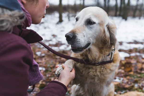 Voluntário Abraçar Falar Com Cão Adorável Abrigo Foto Alta Qualidade — Fotografia de Stock