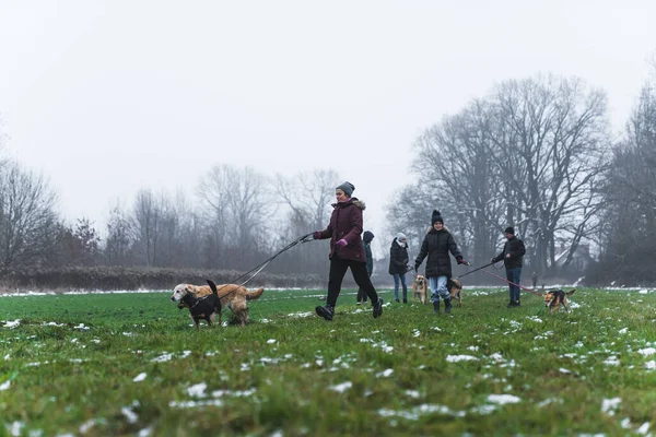 冬に犬を散歩に連れて行く女性ボランティアがたくさんいました 高品質の写真 — ストック写真