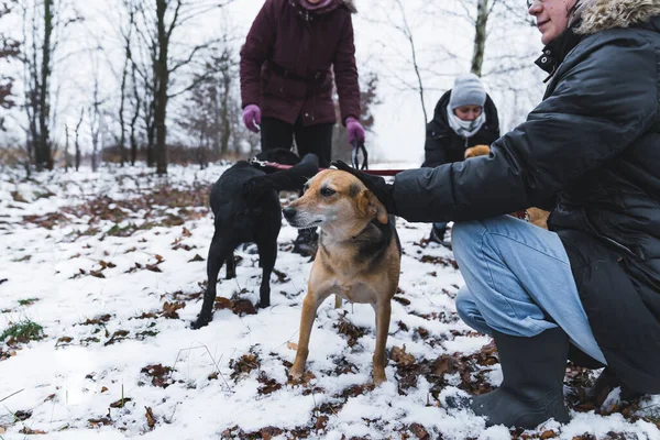 Hundar Från Härbärget Kul Med Frivilliga Kvinnor Snön Full Skott — Stockfoto
