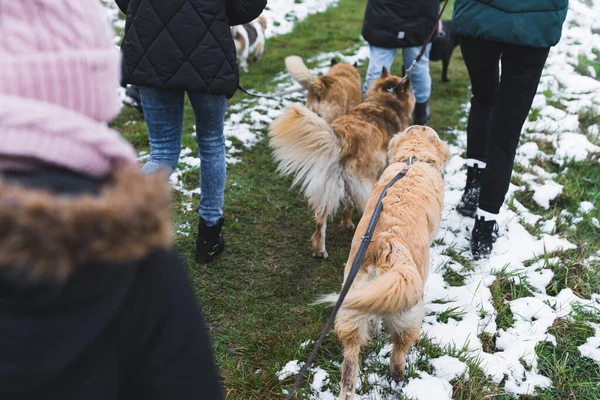back view of lovely dogs and women walking in the snow, volunteers concept. High quality photo