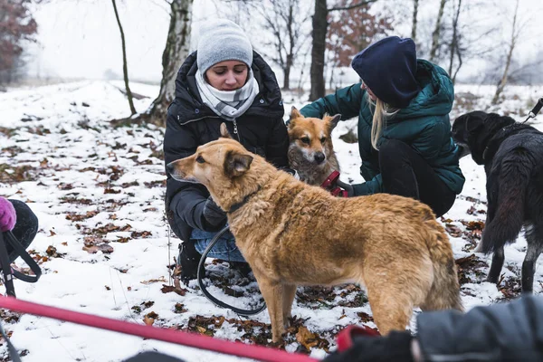 caring volunteers having fun with dogs in winter and cold weather, dogs and humans friendship . High quality photo