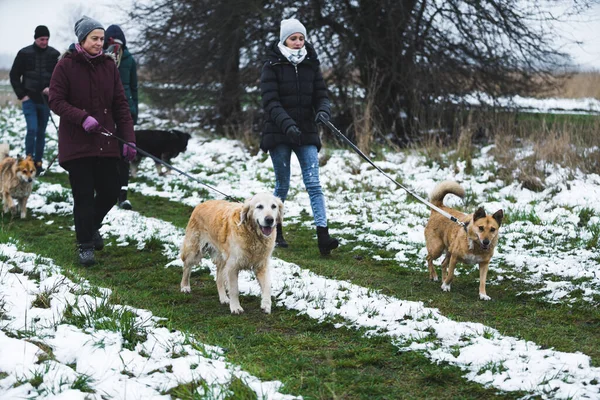 Promenader Med Vackra Och Vackra Hundar Snön Volontärer Som Tar — Stockfoto
