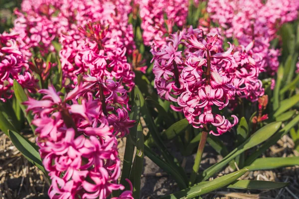 Closeup shot of hot pink hyacinth cultivation in the Netherlands illuminated by sunshine. Gift idea concept. High quality photo