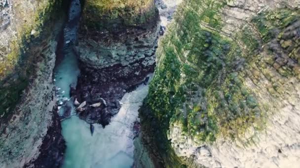 Flamborough Head Plajında Yatan Fok Sürüsü Beyaz Tebeşir Kayalıklarının Yanında — Stok video