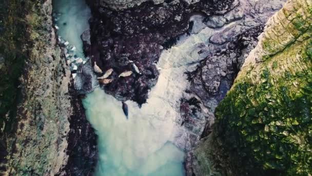 Flamborough Head Deki Kayalık Kumda Yatan Fok Kolonisi Güzel Bir — Stok video