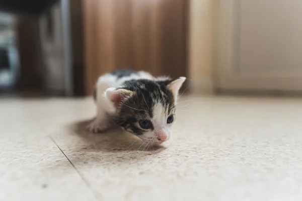 中和的室内环境和可爱的小猫在前景 塔比小猫靠在米色的瓷砖地板上 小宠物的概念高质量的照片 — 图库照片
