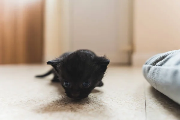Primer Plano Medio Ubicación Interior Adorable Gatito Negro Olfateando Piso —  Fotos de Stock