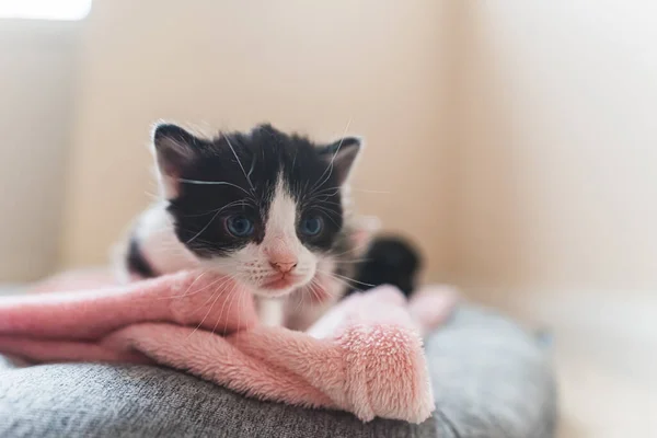 Açık Gözlü Siyah Beyaz Bir Kedi Yavrusunun Pembe Kabarık Bir — Stok fotoğraf