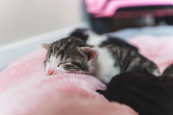 Adorable Gatito Tabby Durmiendo Sobre Una Suave Manta Rosa Disparo —  Fotos de Stock