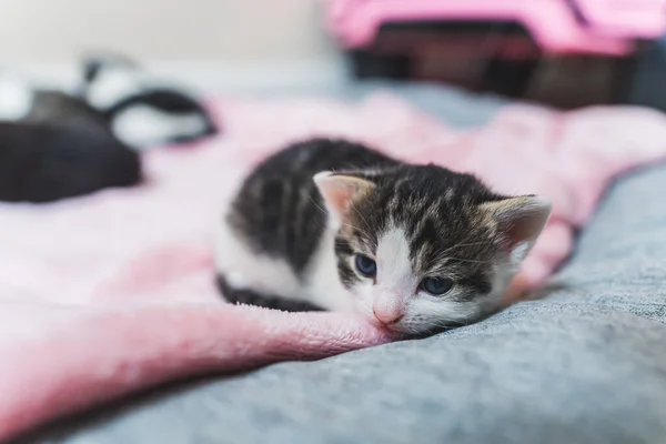 Сонний Молодий Таббі Кіт Лежить Рожевій Ковдрі Відкритими Очима Зосередьтеся — стокове фото