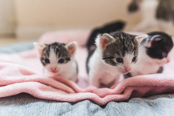 Gatitos Bajo Cuidado Temporal Pequeños Gatos Tabby Blancos Negros Primer —  Fotos de Stock