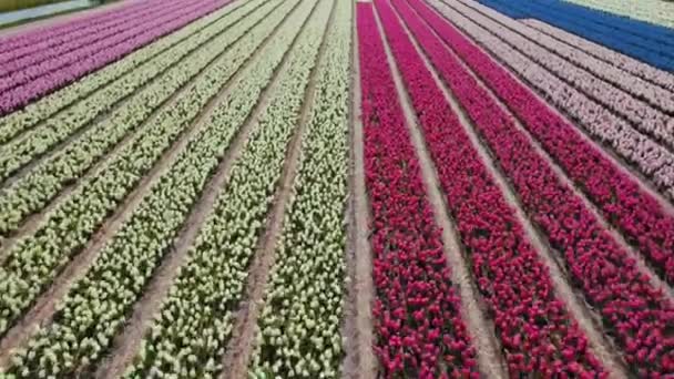 Polders Holandeses Con Filas Coloridas Campos Flores Que Extienden Por — Vídeo de stock