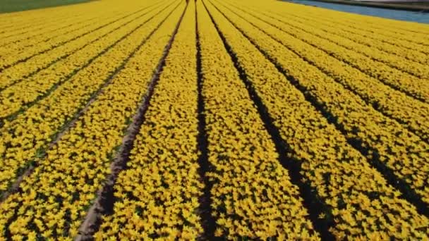 在荷兰 飞过开着花的黄色郁金香花坛的草场 高质量的4K镜头 — 图库视频影像