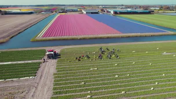 People Working Tulip Fields Netherlands Polder Land Top Drone View — Stockvideo