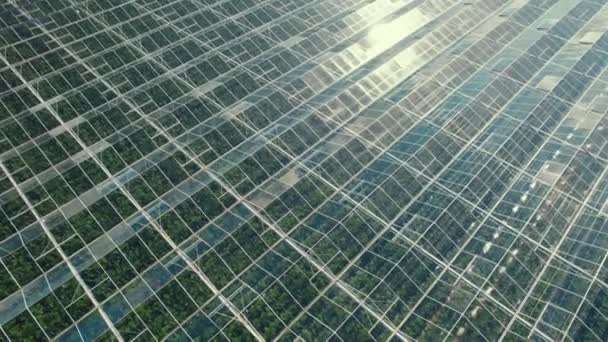 Huge Extent Grennhouse Glass Roofs Plants High Quality Footage — Video