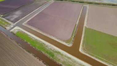Polders seen from the air. Birds eye video shot taken with a drone. Green and purple. High quality 4k footage